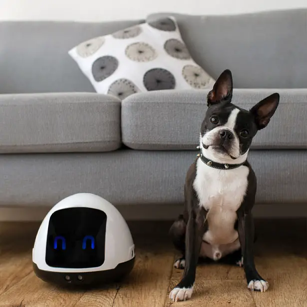 robot to entertain dog
